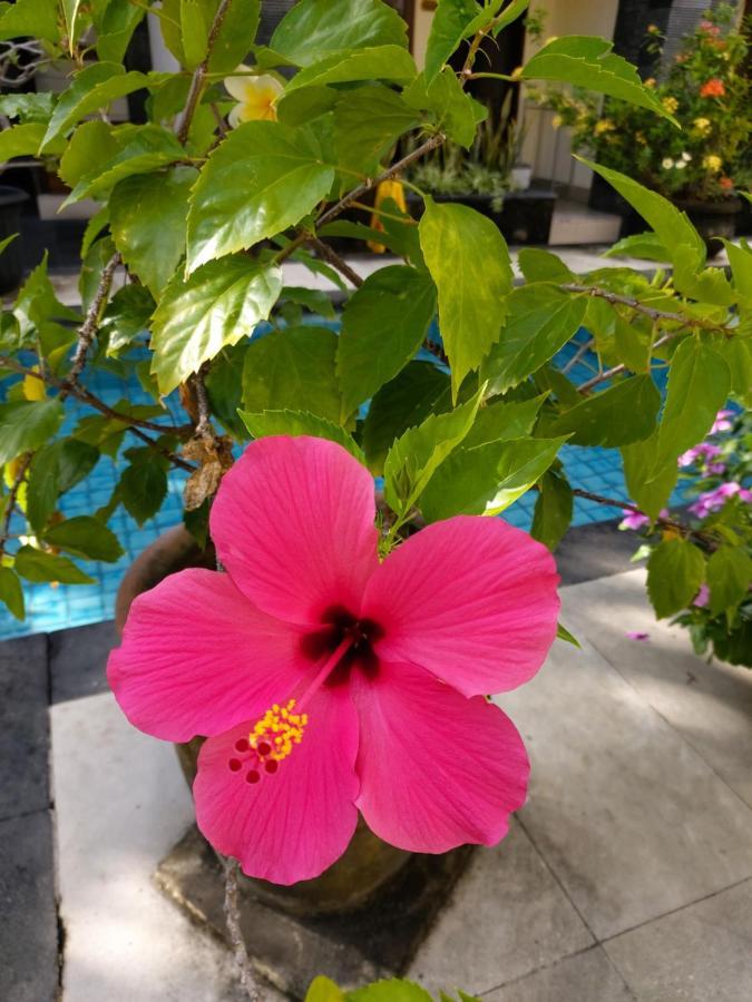 Radha Bali Hotel Kuta Lombok Dış mekan fotoğraf
